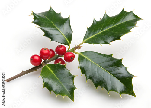 holly leaves 