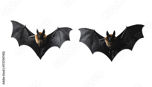 Two bat silhouette variations isolated on transparent background