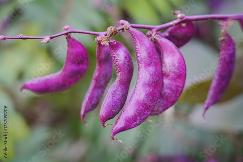 Purple beans grow naturally outdoors