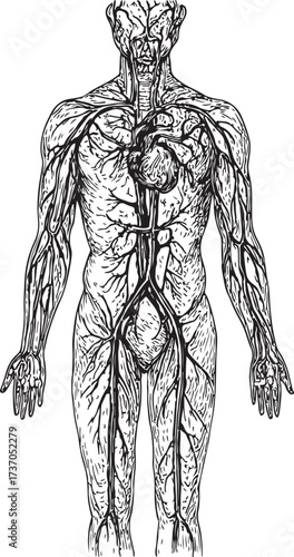 Detailed Human Circulatory System Anatomical Vector Illustration