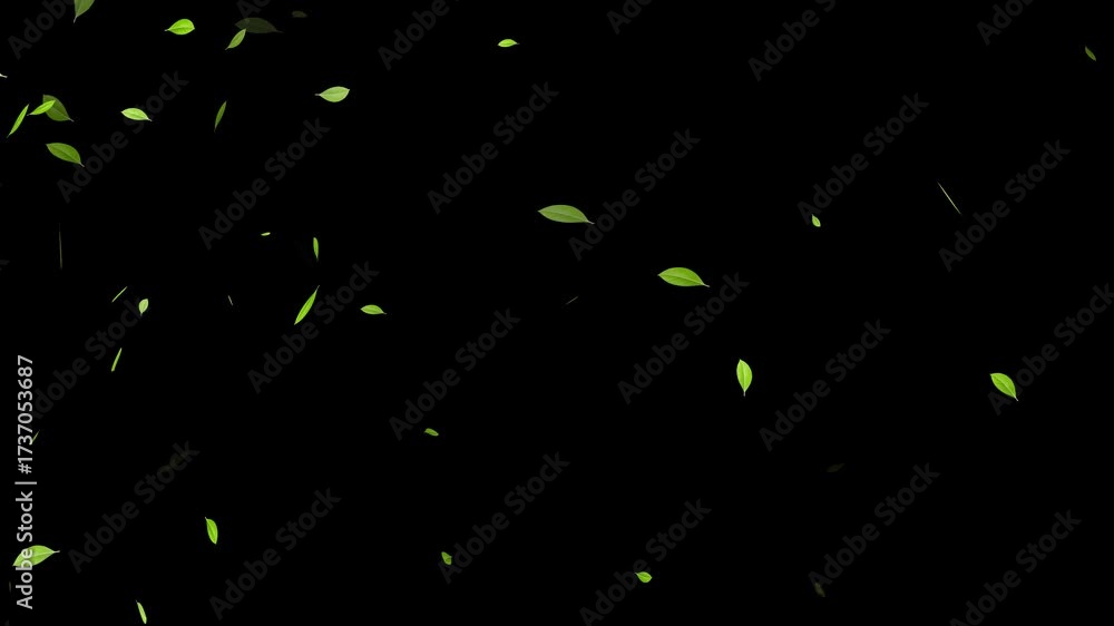 green tea leaves isolated loop trail alpha channel animation, Green ...