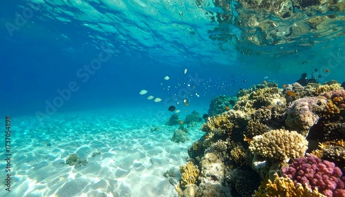 Fototapeta Naklejka Na Ścianę i Meble -  Underwater coral reef scene (2)