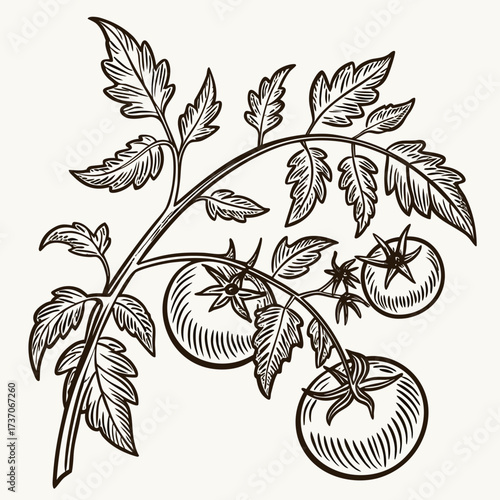 Vector art of tomato branch