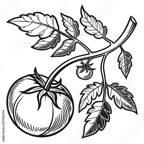 Vector art of tomato branch drawing