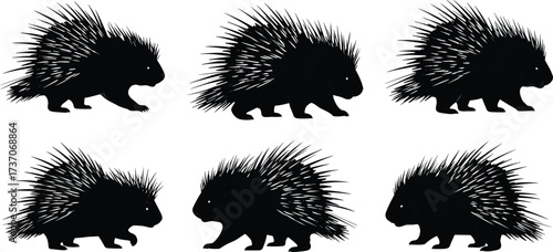 Porcupine silhouette collection, wild animal illustration, spiky quills, walking and standing poses, forest wildlife vector artwork, rodent mammal design isolated set