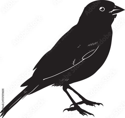 A black bird with white accents on its wings and tail perched on a white background.