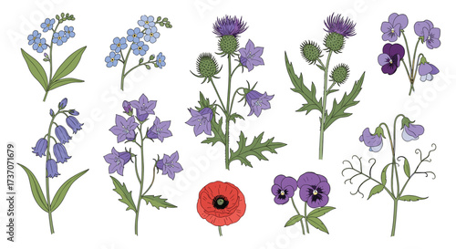 A vibrant collection of wildflowers in various shades of blue purple and red including thistles bluebells pansies and poppies.