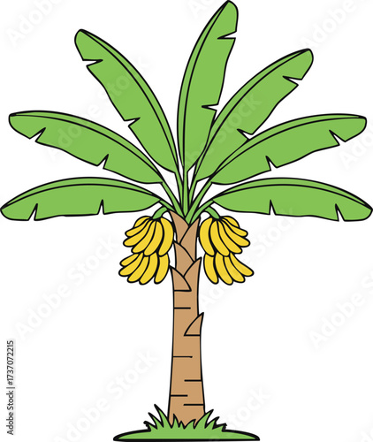 banana tree vector