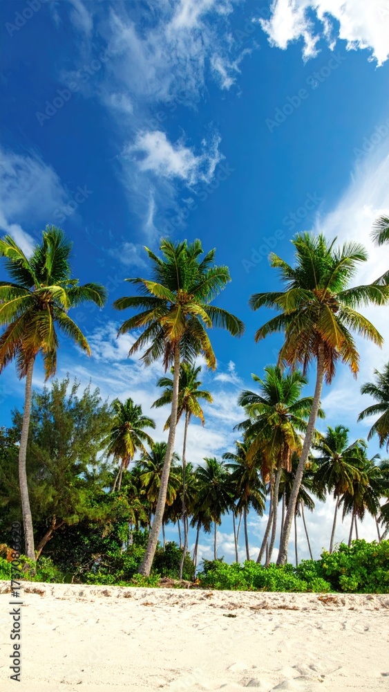 Obraz premium Tropical Paradise with Tall Palm Trees Against a Bright Blue Sky with White Clouds on a Sunny Day