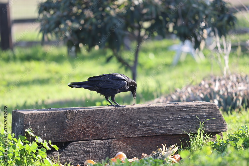 Fototapeta premium raven pecking log
