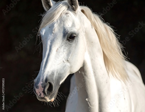 Beautiful Arabian Horse Portrait.