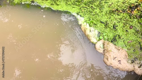 Weeds in the river, Chiangmai Thailand.
