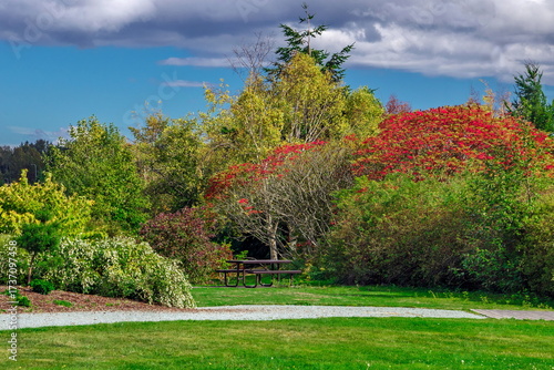 Blaine Marine Park, autumn landscape in a park bench and table under the overhanging branches of a tree with yellow leaves and red berries,  Washington, United States