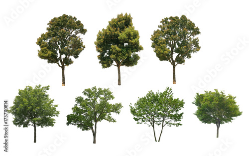 front View Vector Icons of Trees and Plants for Floor Plan and Architectural Design Projects