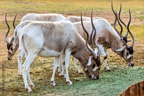 Addax Antelope
