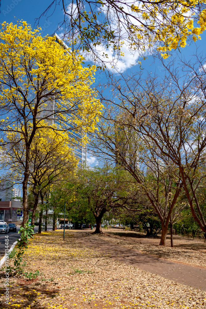 Naklejka premium View of 'Alameda das Rosas ' in Goiania, Brazil