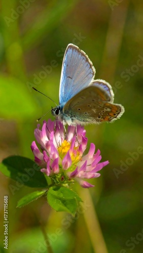 Wallpaper Mural Close-up butterfly on clover flower Torontodigital.ca