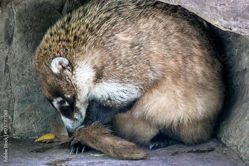 White Nosed Coati