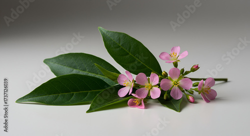 Herbal arrangement: Lawsonia inermis (Henna leaves) with its small fragrant flowers.