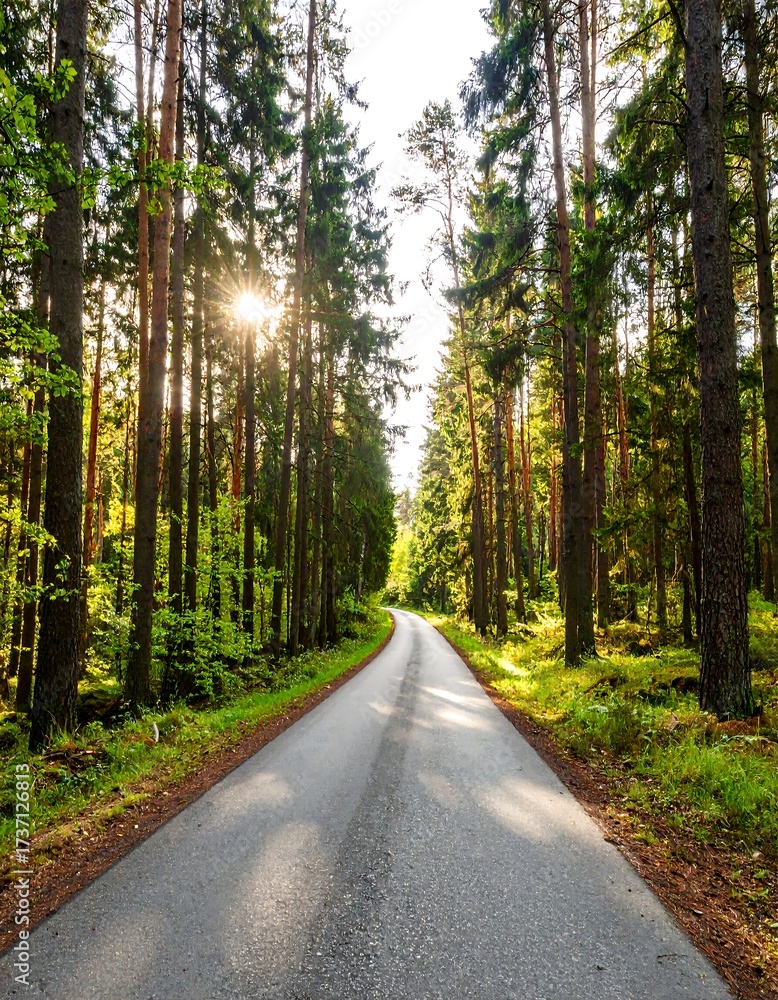 Fototapeta premium Sunny forest road