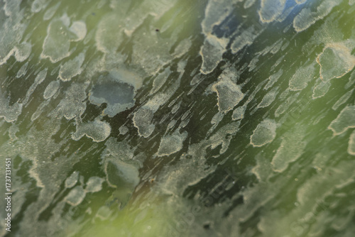 Abstract grimy texture of dirty car window with dried water spot and rain stain. close up of hard water residue on glass surface creating an interesting background