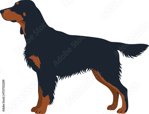 Detailed Flat Illustration of Gordon Setter Dog Breed Standing Sideways View