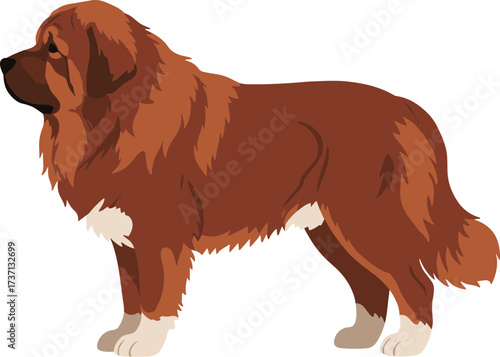 Simple Flat Design Brown Tibetan Mastiff Breed Standing Side View Illustration