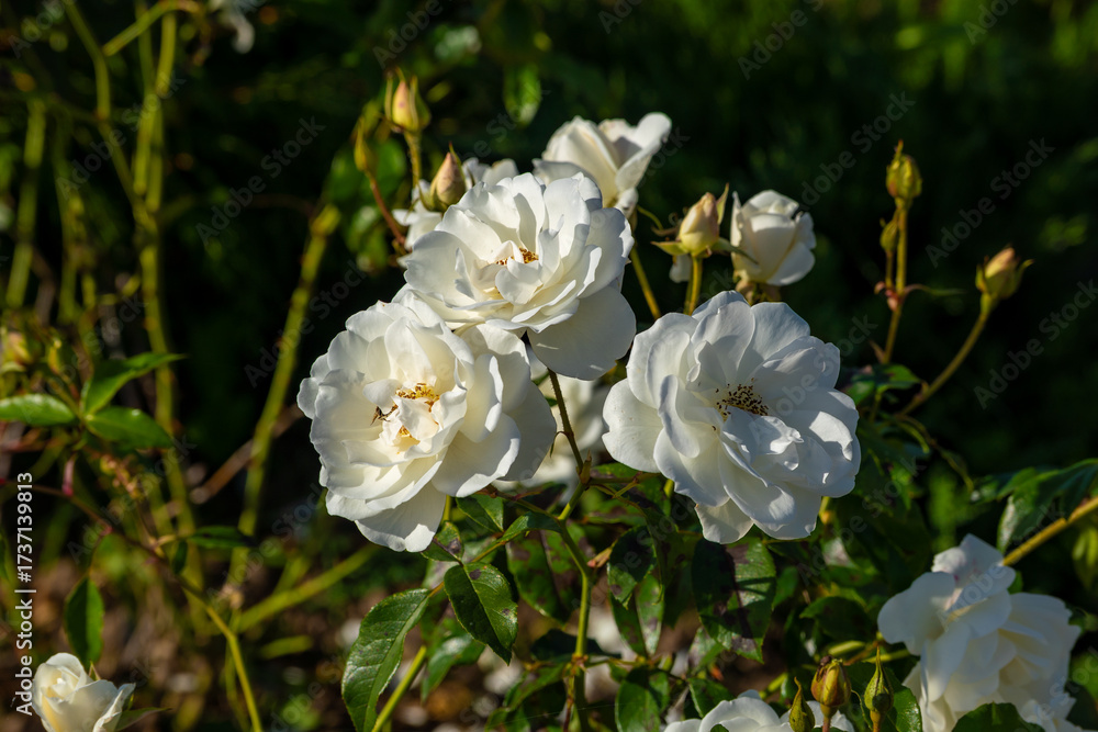 Obraz premium Wonderful roses in the city park