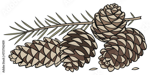 Illustration of pine cones on a branch