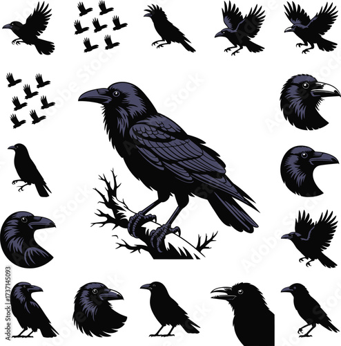 Raven Crow Silhouette Vector Collection Illustration .