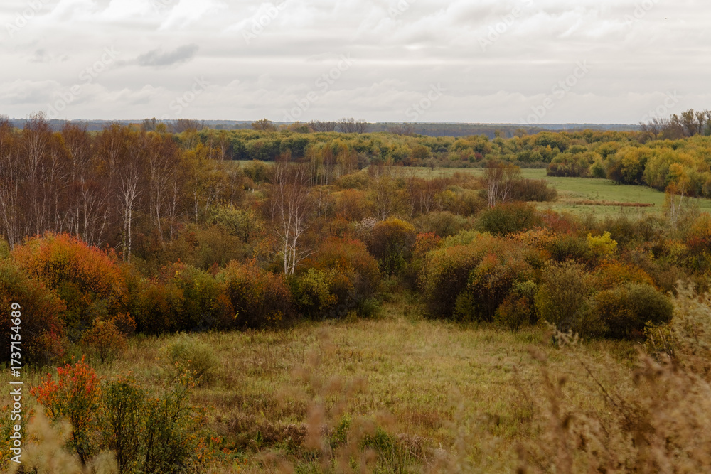 Fototapeta premium An autumn landscape with a clearing and mixed woodland. In the foreground are colorful shrubs and grasses, while in the distance, birch trees with sparse foliage gradually transition into a forest wit