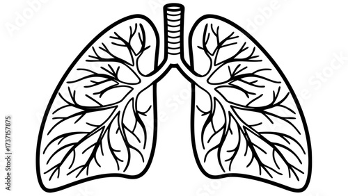 Vector illustration of detailed human lungs with trachea and bronchi, isolated on white background, symbolizing anatomy, respiration, and health