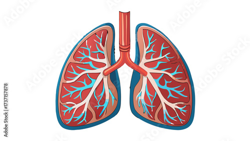 Vector illustration of detailed human lungs with trachea and bronchi, isolated on white background, symbolizing anatomy, respiration, and health