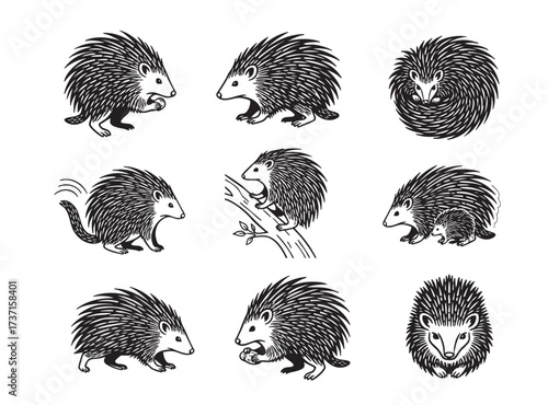 Set of detailed Hedgehogs in various poses, including foraging, curled up, and climbing. Hand-drawn vector illustration.