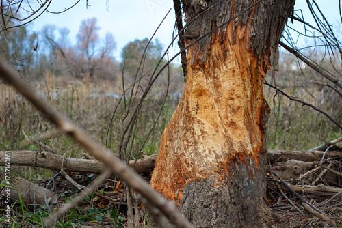 Wallpaper Mural Damaged tree with stripped bark in the wild nature Torontodigital.ca