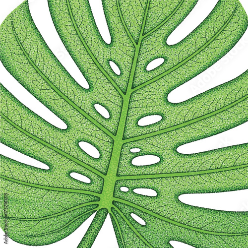 Detailed illustration of a vibrant green Monstera deliciosa leaf with characteristic fenestrations.