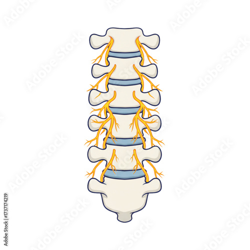Anatomical representation of human spinal cord and nerve roots  