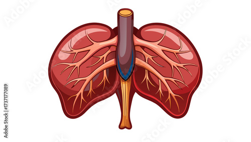 Vector illustration of human liver with stylized vein details, on transparent background, symbolizing anatomy, health, and medical education