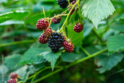 Blackberry bush with mix of unripe red and ripe black berries. Blackberry plant on the farm field.