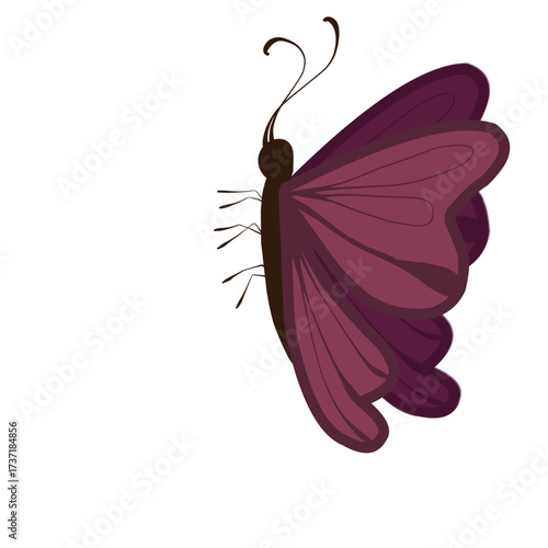 butterfly vector illustration