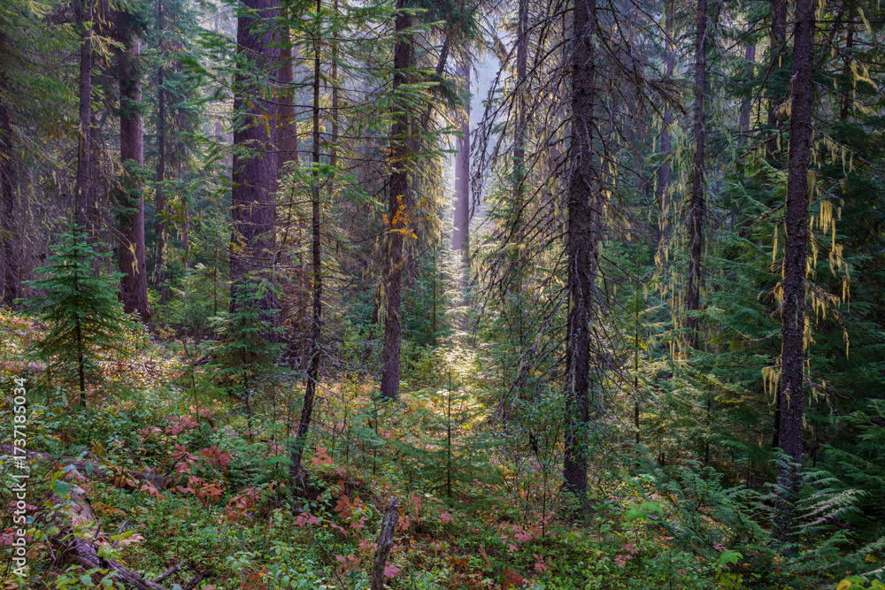 Obraz premium Vinal Creek Trail #9