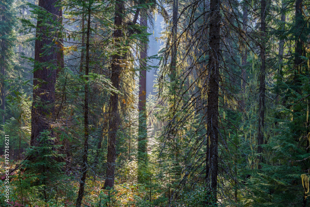 Fototapeta premium Vinal Creek Trail #9