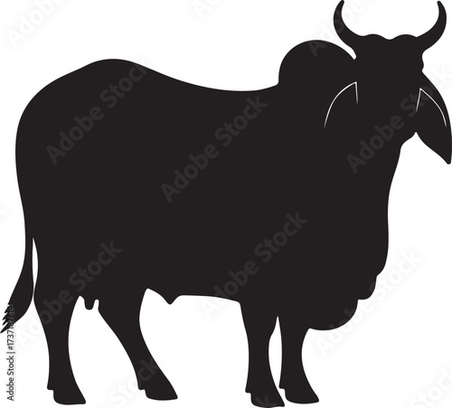 Australian cow,Healthy cow,Milk cow, in silhouette