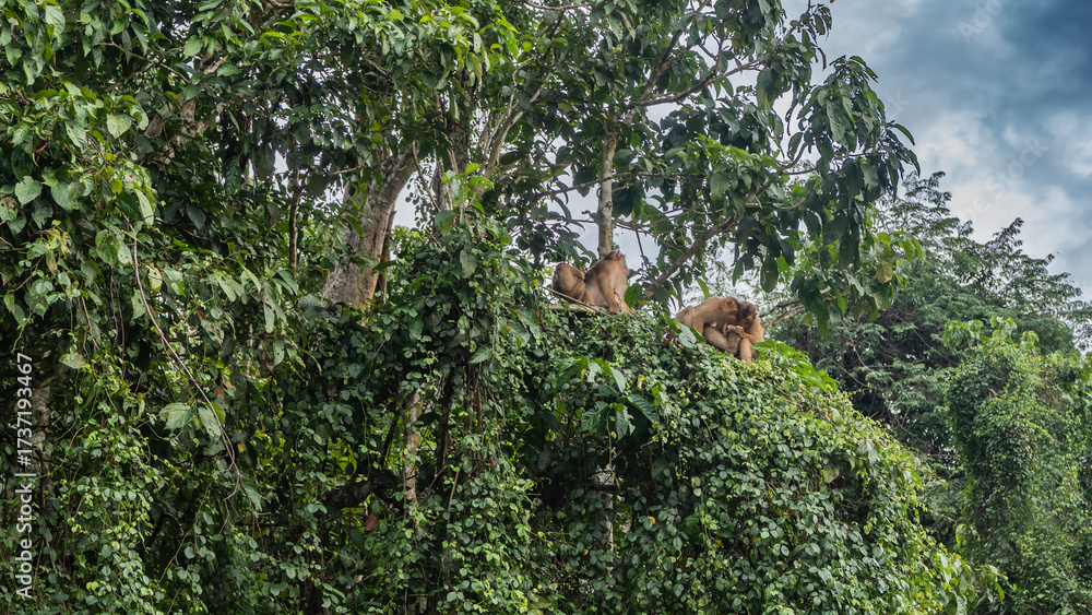 Fototapeta premium A family of monkeys settled on the branches of a tree in the rain forest. Macaques take care of each other, clean their fur. Lush green jungle vegetation against the blue sky, clouds. Malaysia. Borneo