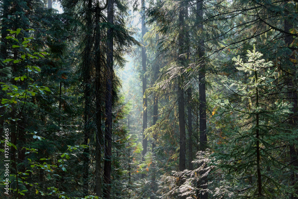 Obraz premium Vinal Creek Trail #9