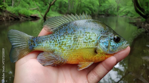 Close-up of a Colorful Bluegill Fish Held in Hand near a Natural Stream Setting