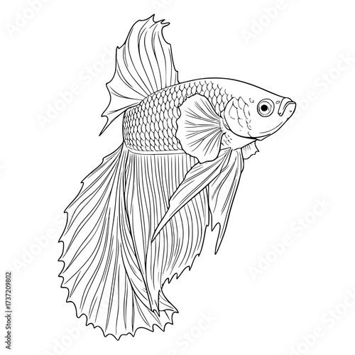 Elegant Black Betta Fish Illustration