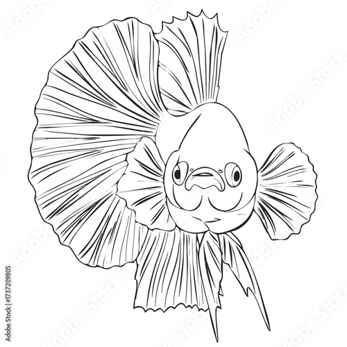 Elegant Black Betta Fish Line Art Illustration