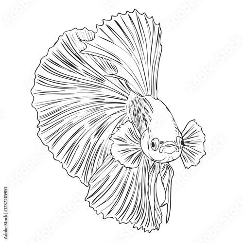 Black Betta Fish Line Art Illustration