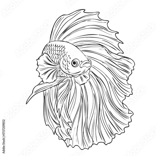 Black Betta Fish Line Art Illustration